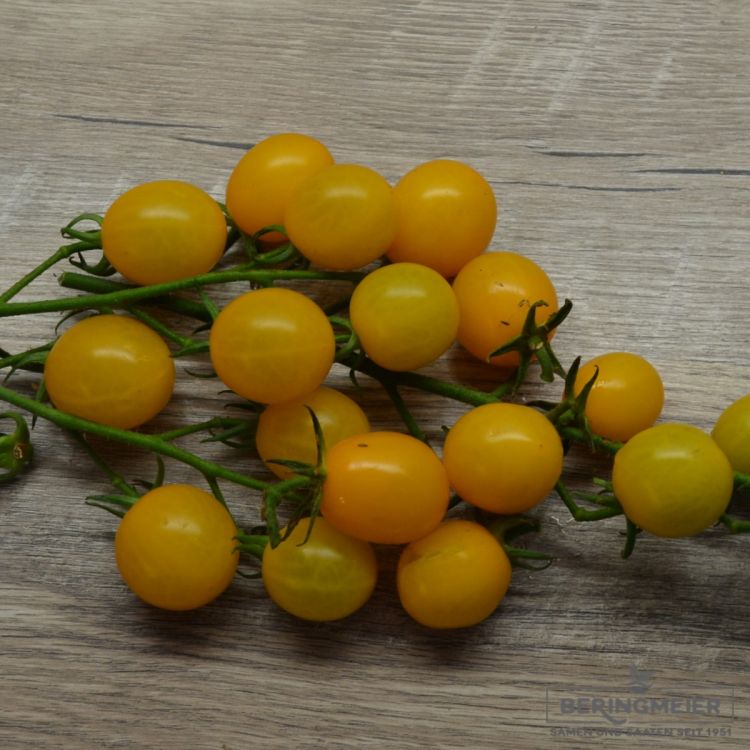 Cherrytomate Goldwin F1 - ungebeizt