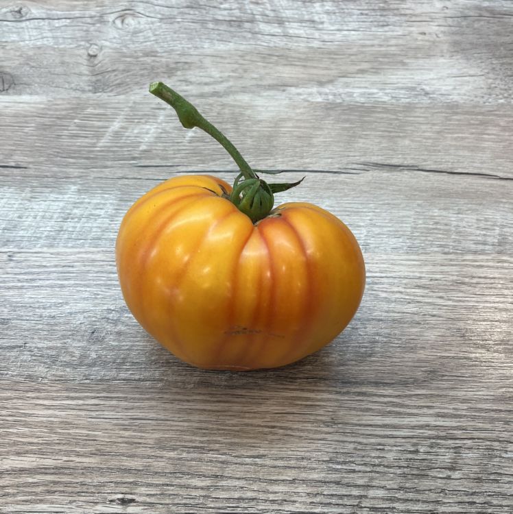 Tomate Gourmansun F1