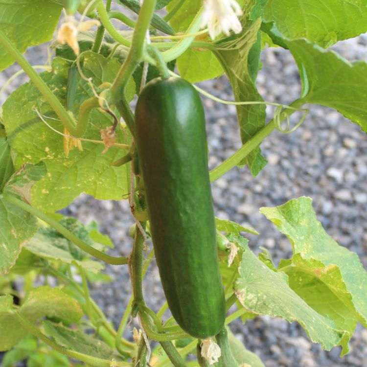 Treibgurken Aramon F1 Bio