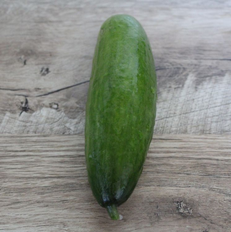 Treibgurken Deltastar F1 Minigurke ökoken Bio