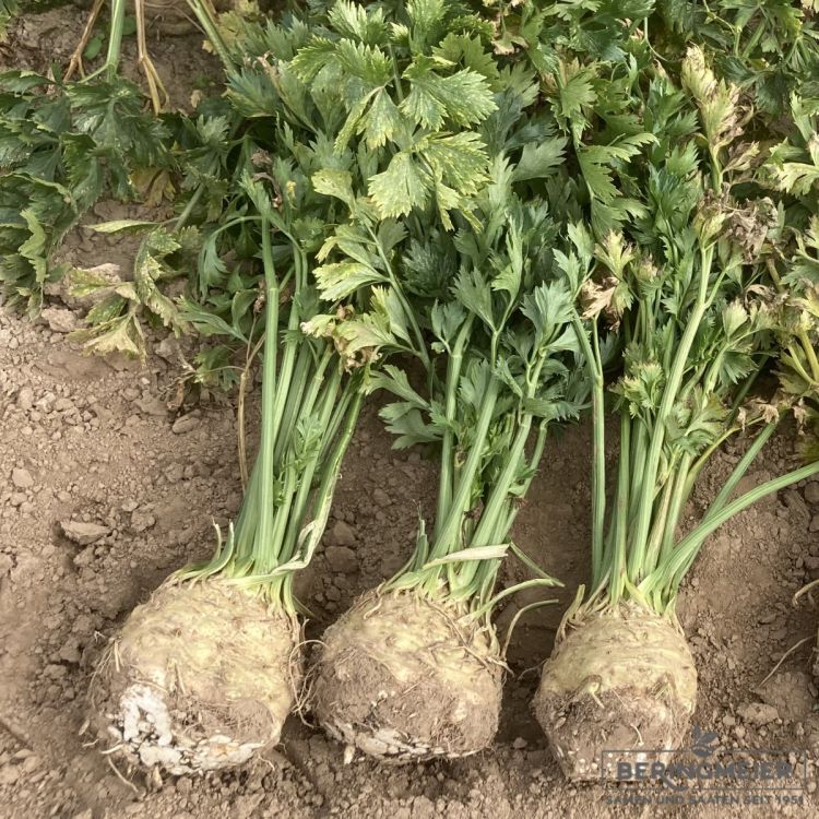 Knollensellerie Monarch - Pillensaatgutut