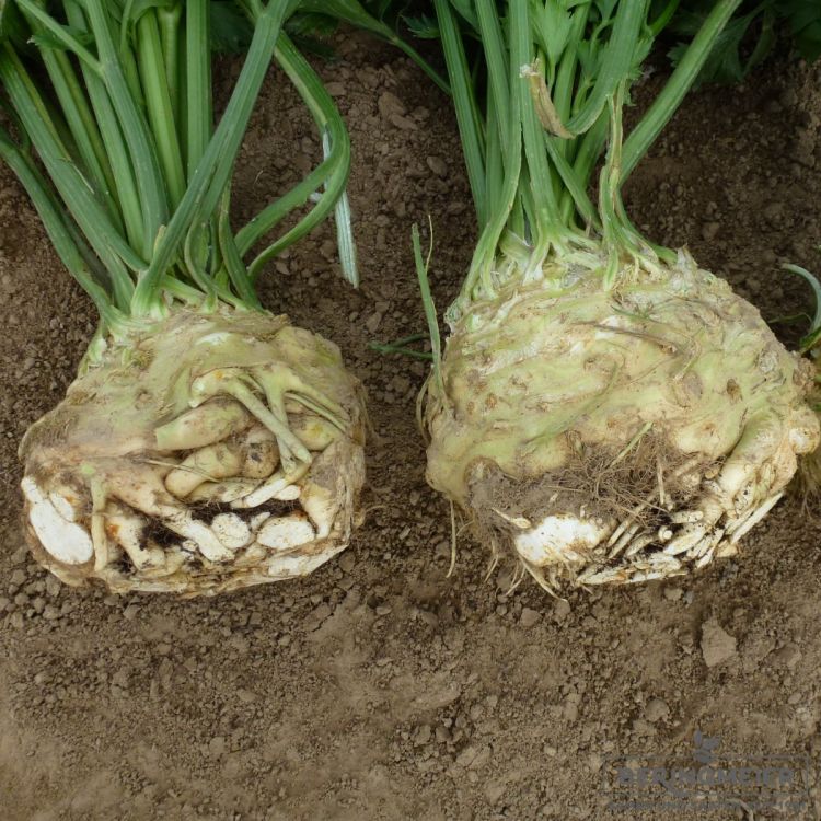 Knollensellerie Prinz - Pillensaatgut