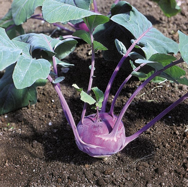 Kohlrabi Azur Star blau