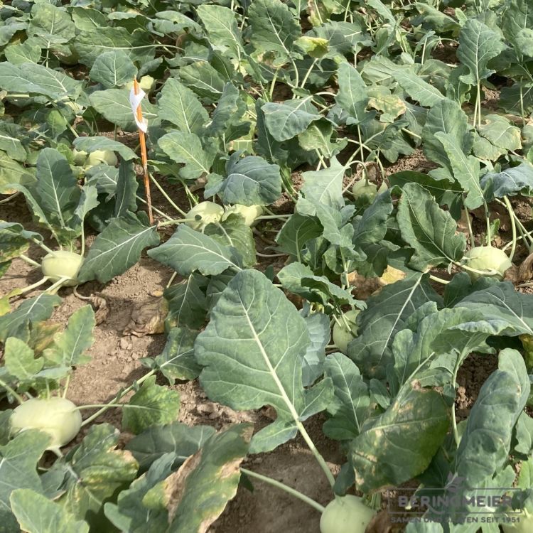 Kohlrabi Lech F1 Bio
