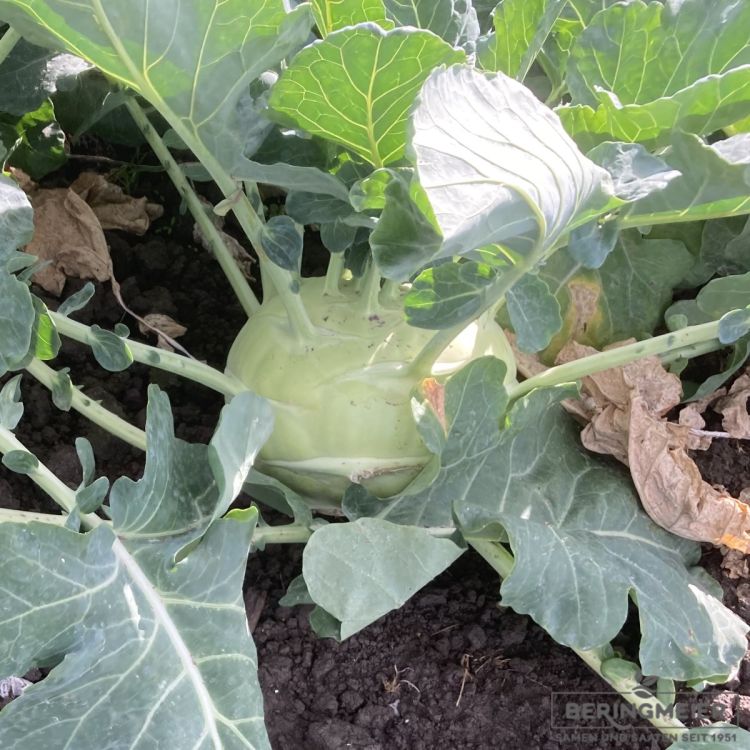 Kohlrabi Noriko (samenfest) - Bio