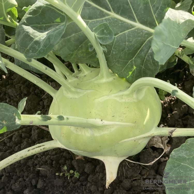 Kohlrabi Superschmelz. Samenfestes Bio Fruchtgemüse.