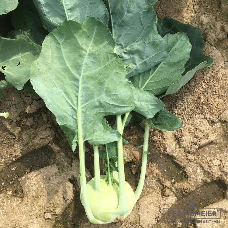 Kohlrabi Quickstar F1