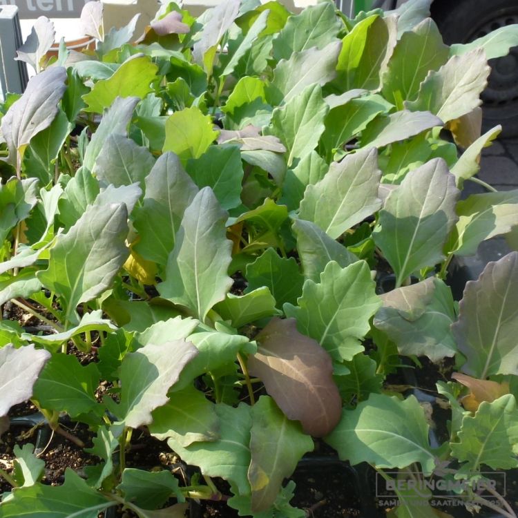Kohlrabi Lanro