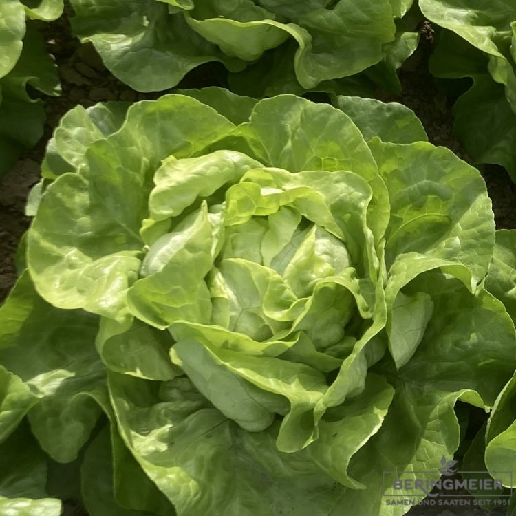 Grüner Kopfsalat Angelique