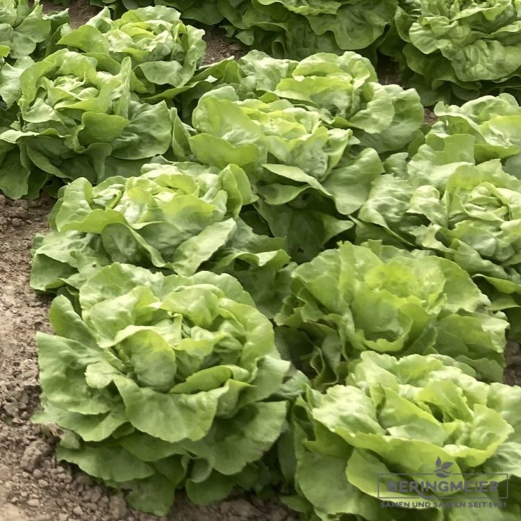 Kopfsalat Treibkopfsalat