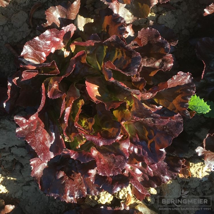 Roter Kopfsalat Freiland Jerrican - ungebeizt | Gemüse-Saatgut-Shop