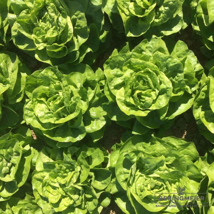 Grüner Kopfsalat Malis - Bio