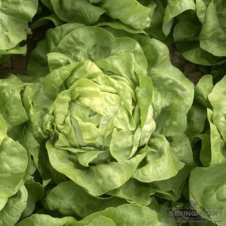 Grüner Kopfsalat Treibkopfsalat Rivalda - Bio
