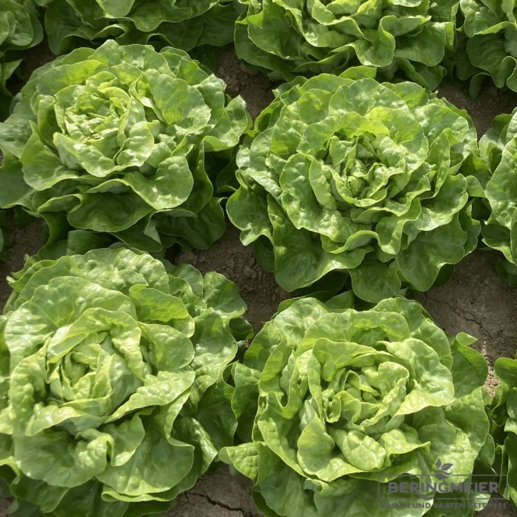 Grüner Kopfsalat Sandeno