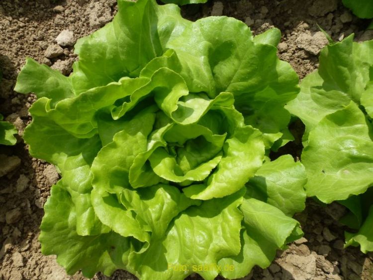 kopfsalat gruener freiland