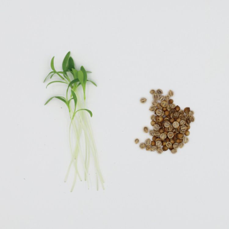 Koriander Split Keimsprossen Saatgut konventionell