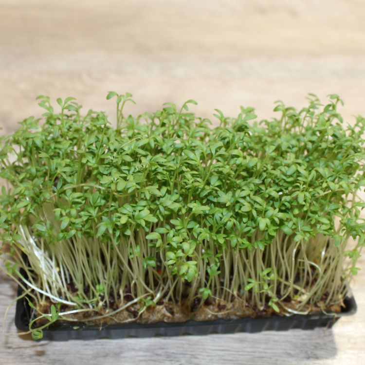 Kresse Gartenkresse