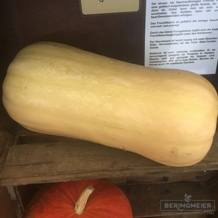 Kürbis Butternut Hannah F1- ungebeizt