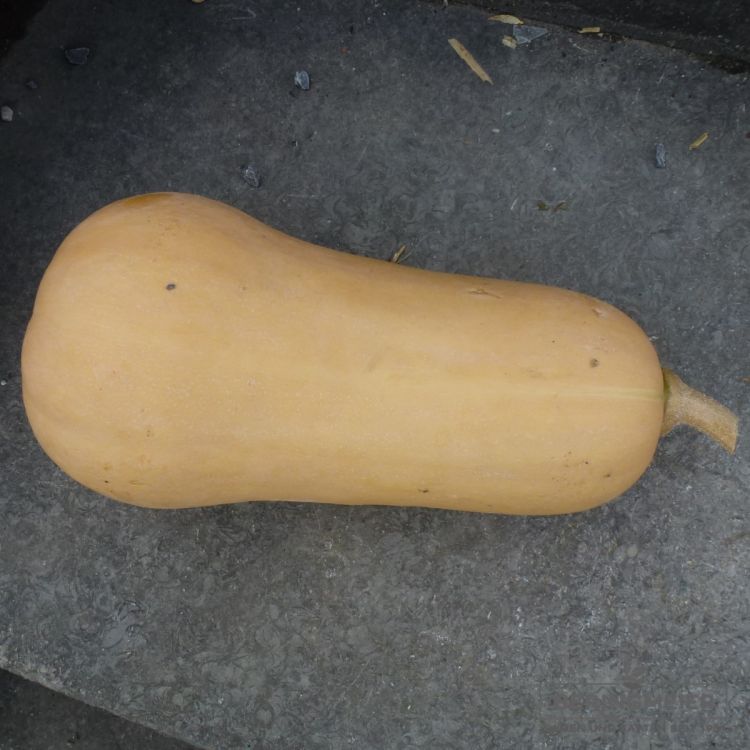 Kürbis Butternut Tiana F1