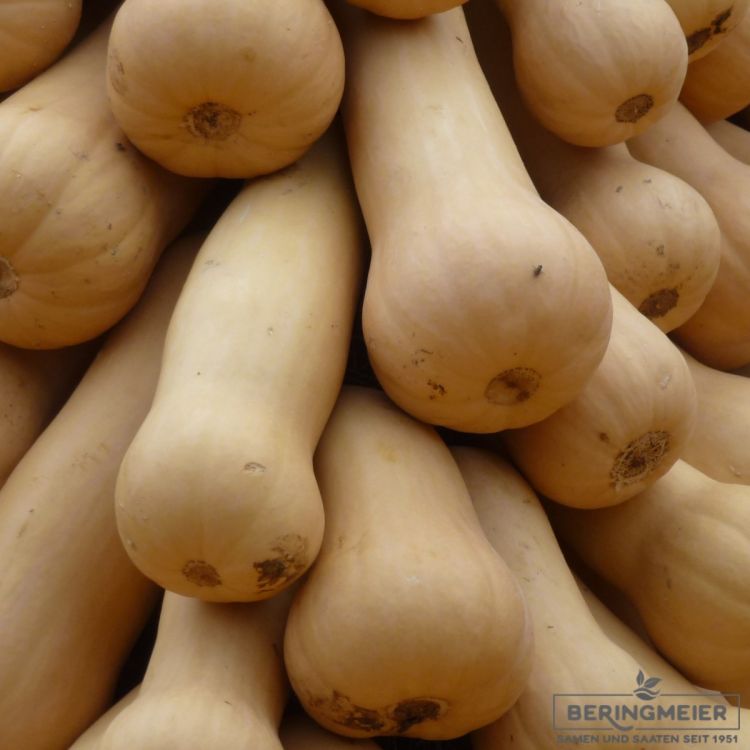Kürbis Butterscotch PMT F1 - Bio