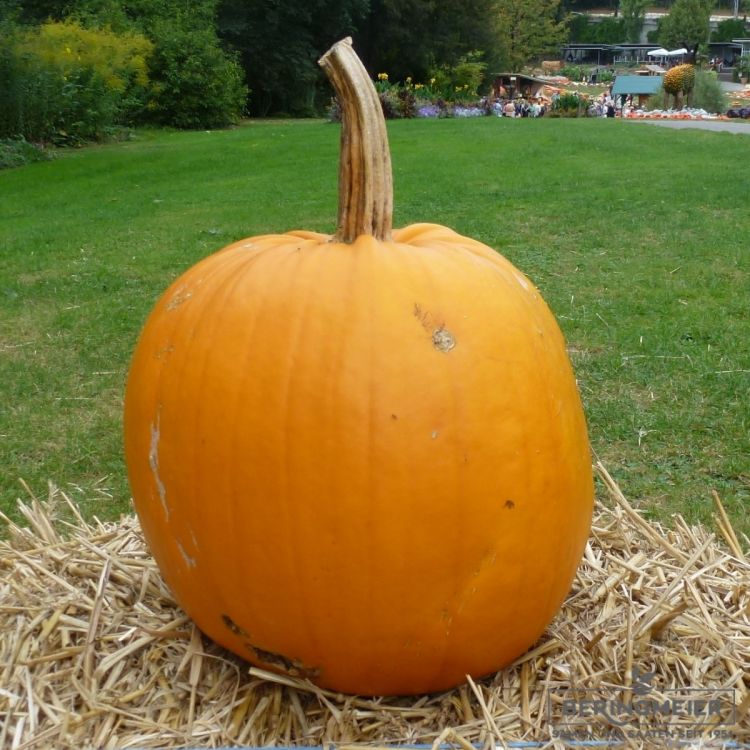 Kürbis Ghostrider