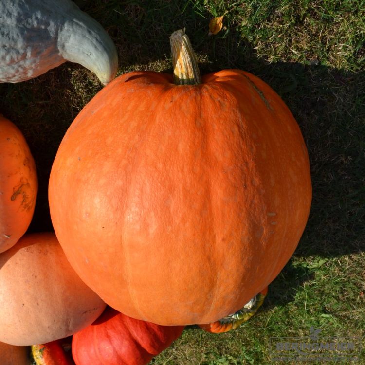 Kürbis Jack O'Lantern bio