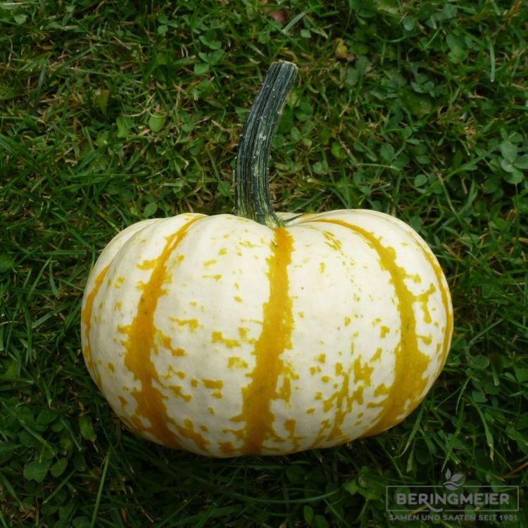 Kürbis Lil Pumkemon F1