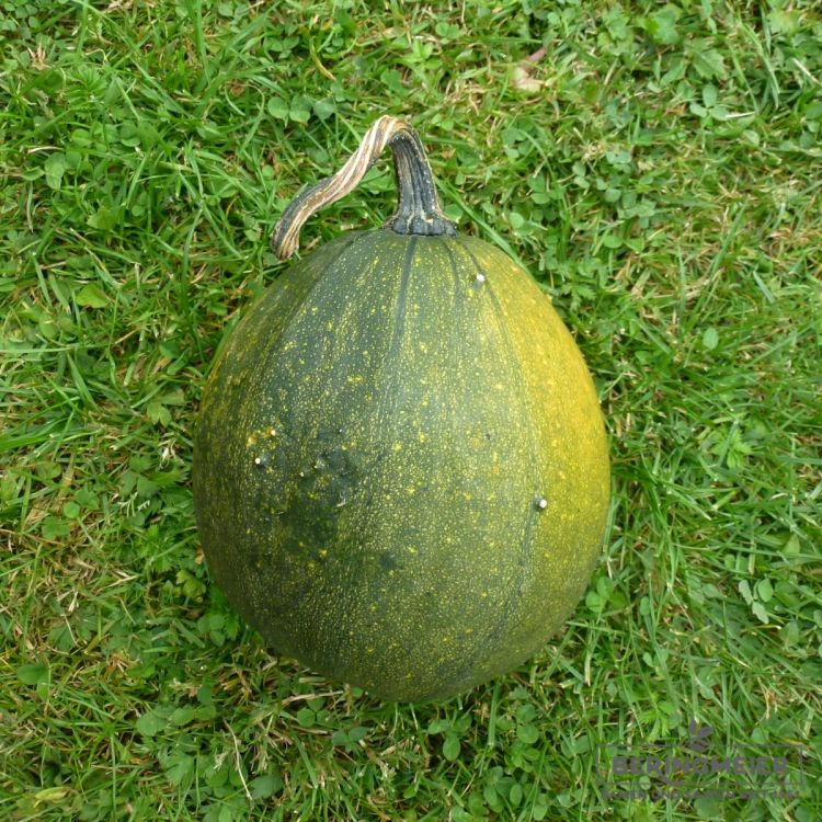 Ölkürbis