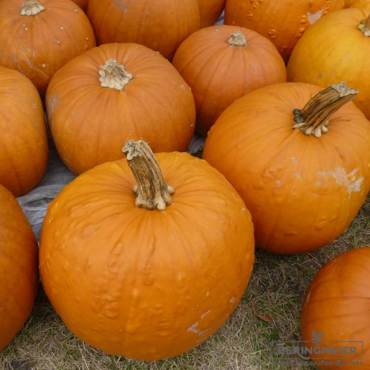 Kürbis Spookie