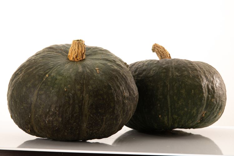 Kürbis Lucinda F1 Foto Sakata