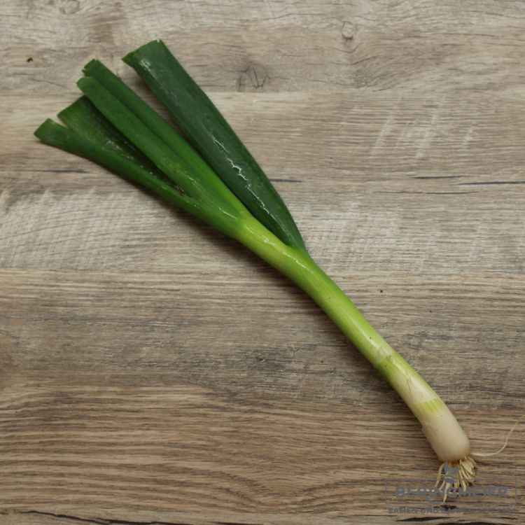 Sä-Zwiebel Lauchzwiebel Starlight