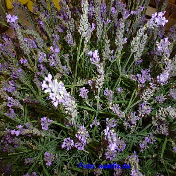 Echter Lavendel (Lavandula angustifolia Mill.)