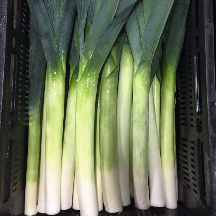 Porree Kicker F1 - Foto bejo Samen GmbH