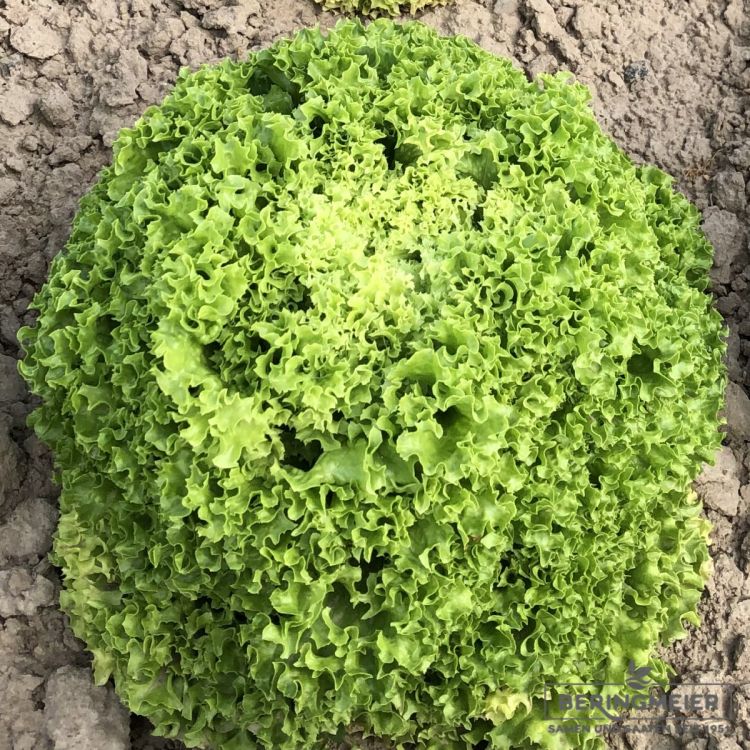 Lollo bionda Lesina