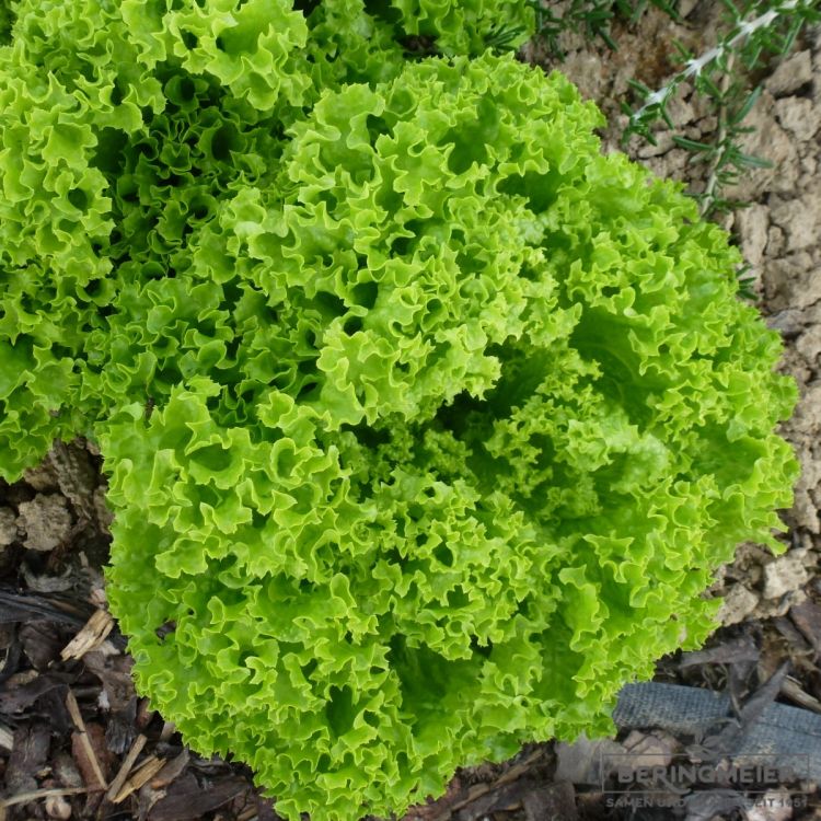 Lollo bionda Loriana