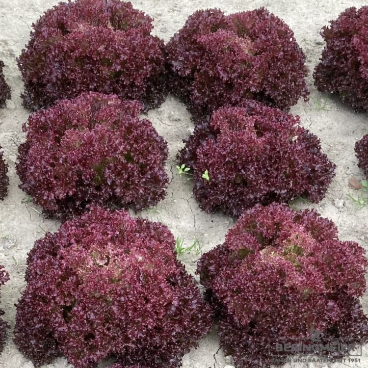Lollo rossa Samantine