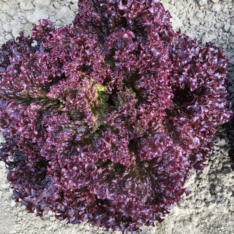Lollo rossa Senorita - Bio