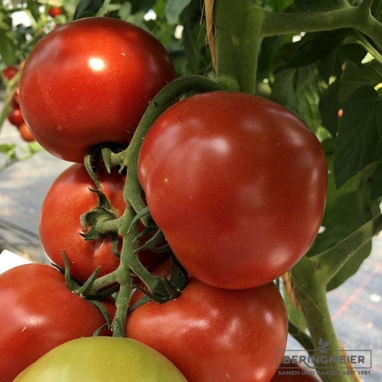 Fleischtomate Fandango F1