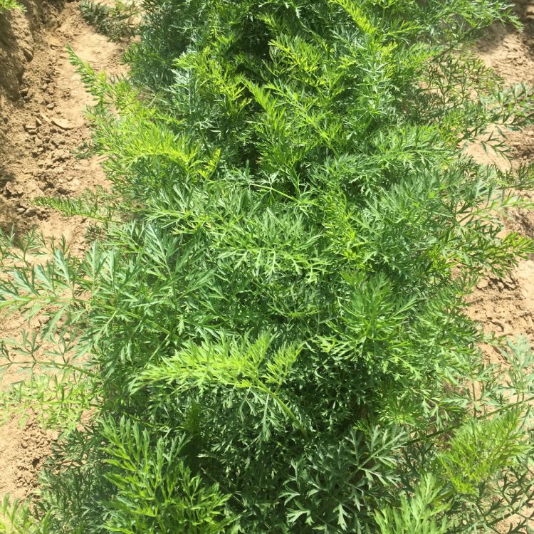 Möhren Maestro F1 - ungebeizt