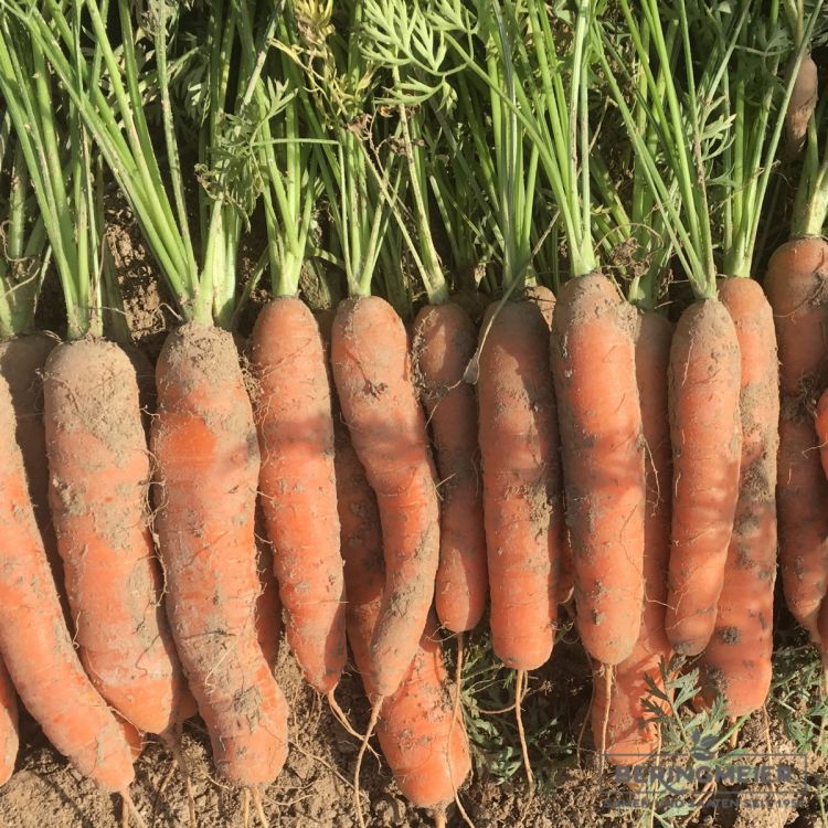 Möhren Nantaise 2 (samenfest) - Bio