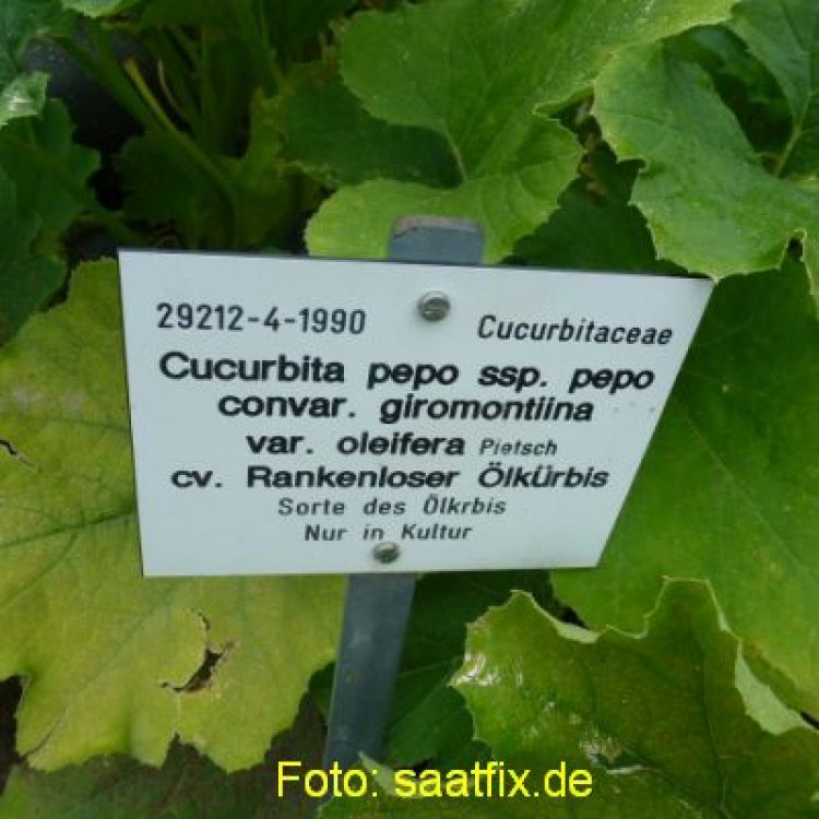 Ölkürbis