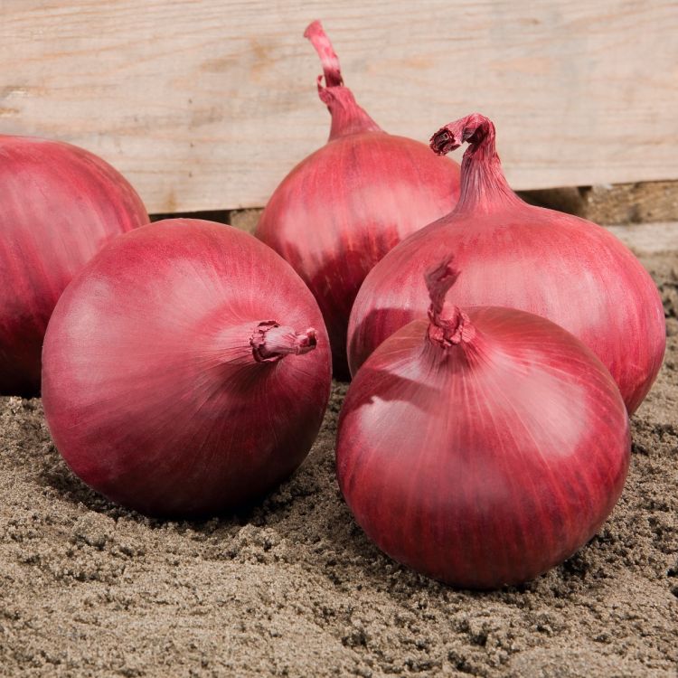 Sä-Zwiebel Red Tide F1 - Foto bejo Samen GmbH