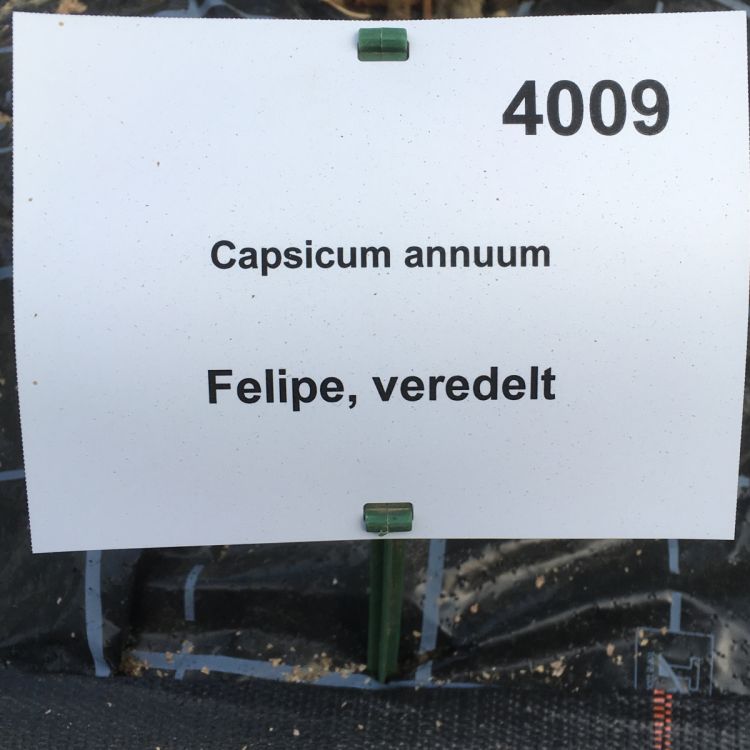 Paprika Felipe