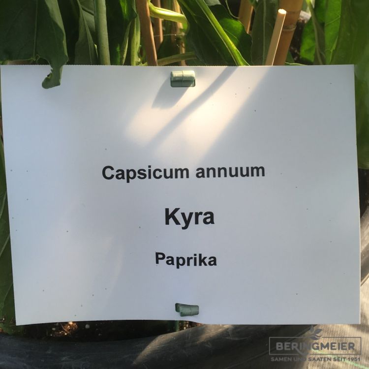 Paprika Kyra F1 - süßer Spitzpaprika