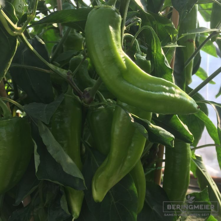 Paprika Kyra F1 - süßer Spitzpaprika mit grüner Fruchtreife