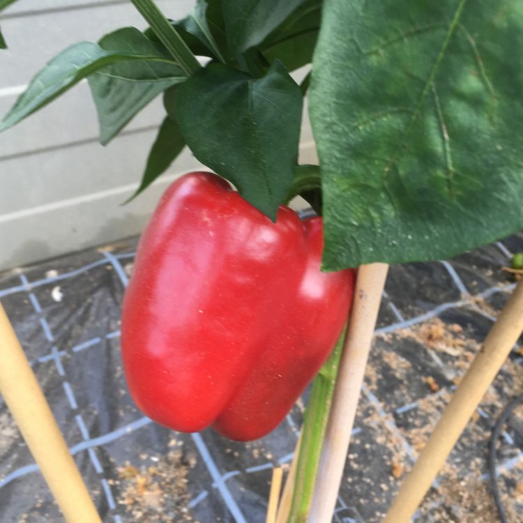 Paprika Mavera F1 Bio