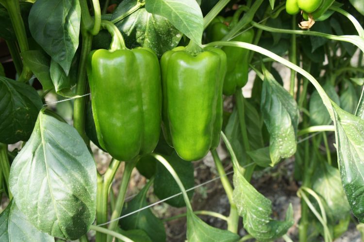 Paprika Adige F1 grün