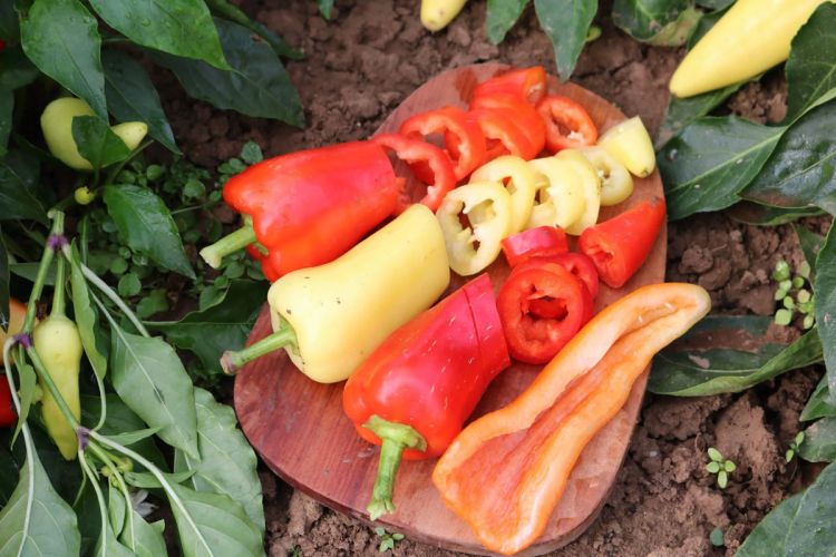 Paprika Djagila - bio Foto Culinaris