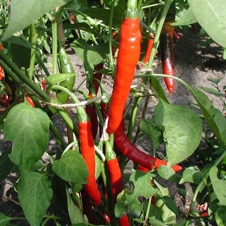 Peperoni Westlandse Lange Rode - Bio