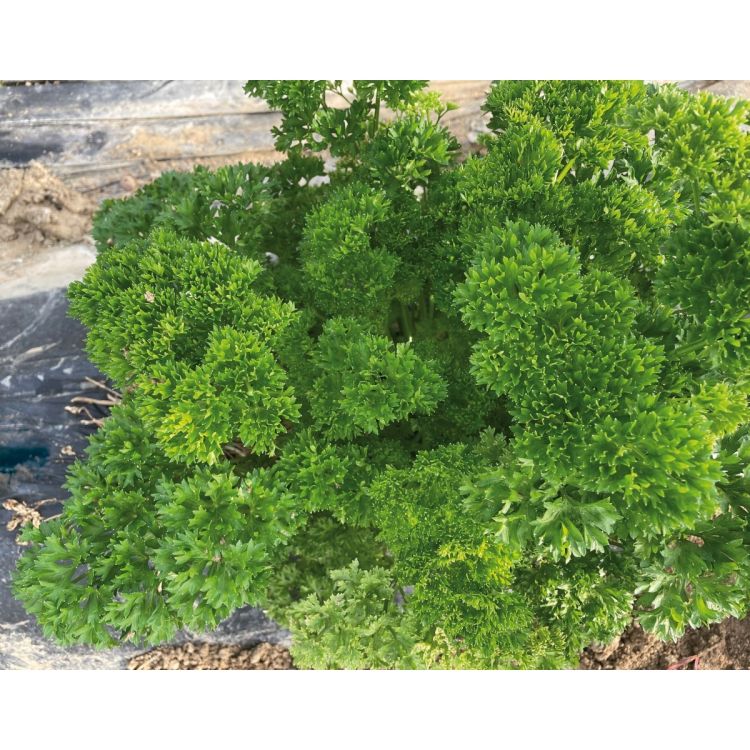 Petersilie Gigante Afrodite krause - ungebeizt